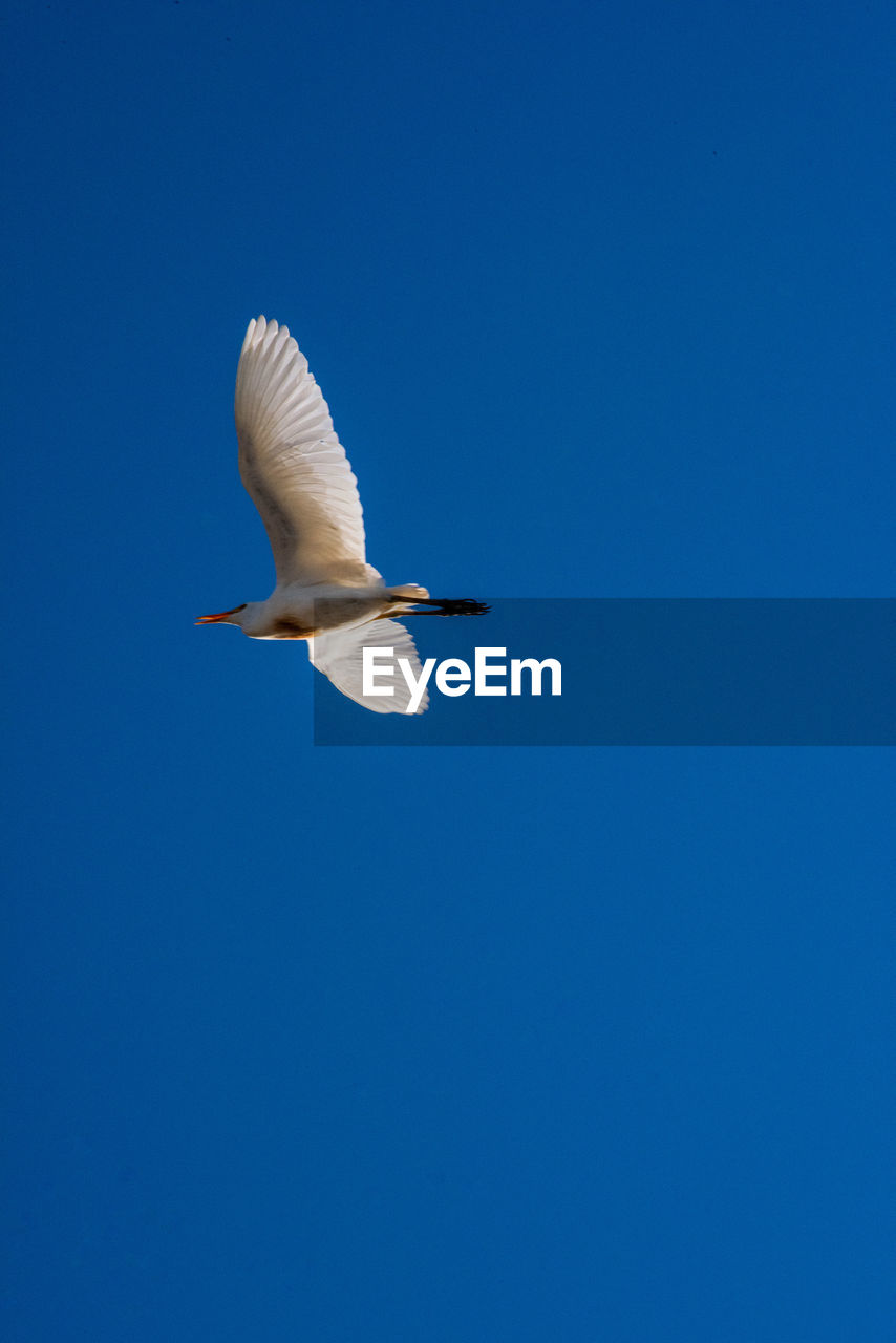 LOW ANGLE VIEW OF SEAGULL FLYING IN SKY