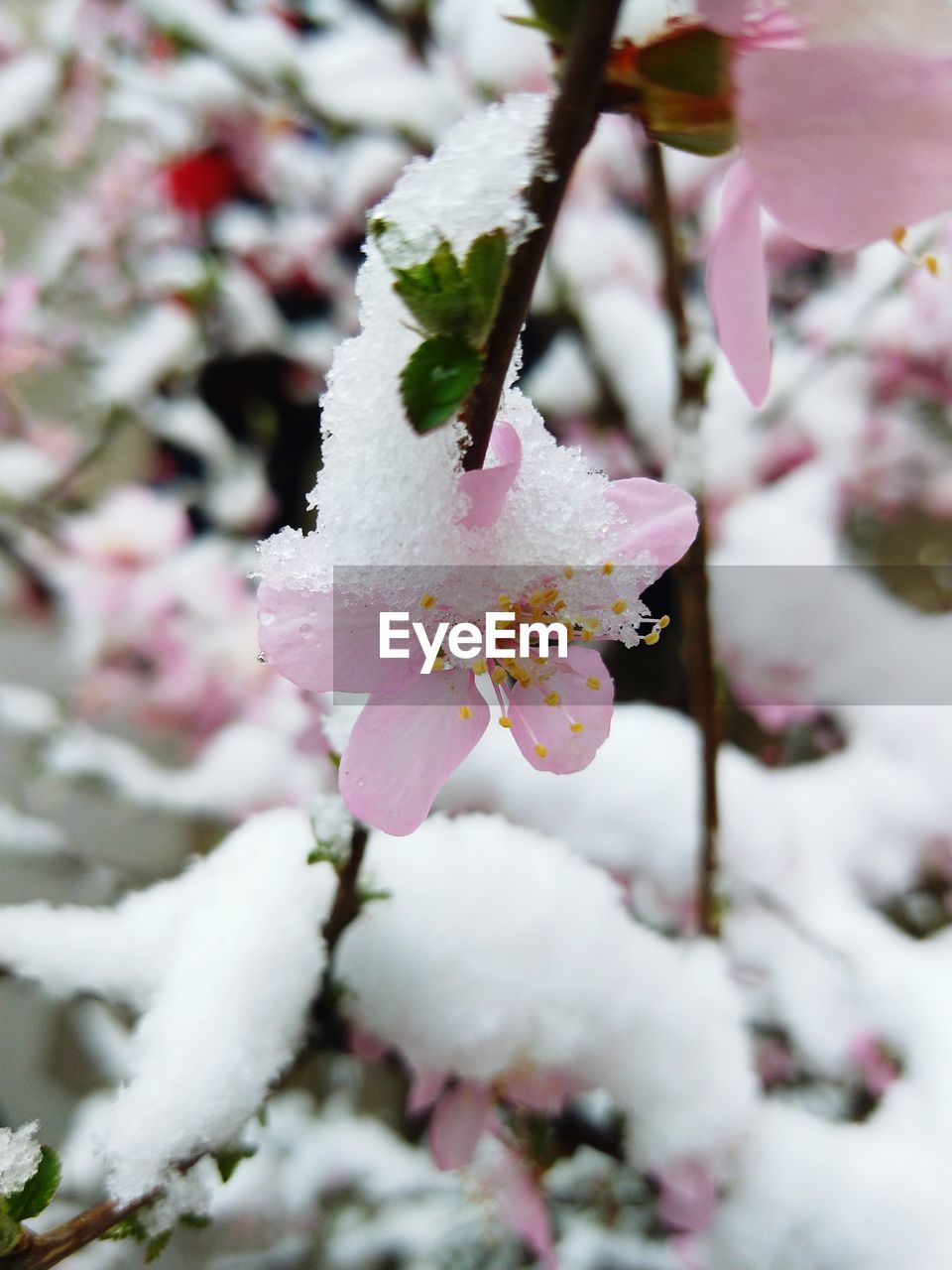 CLOSE-UP OF FRESH PINK CHERRY BLOSSOM DURING WINTER