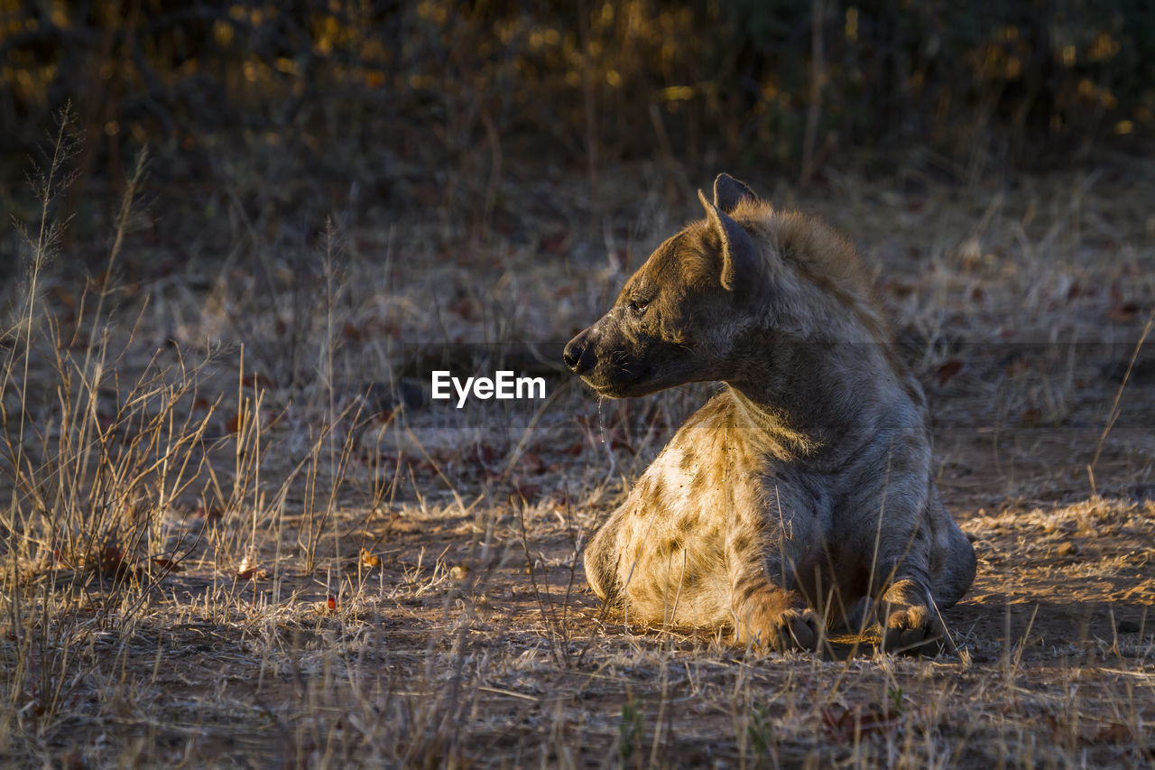 Hyena sitting on land