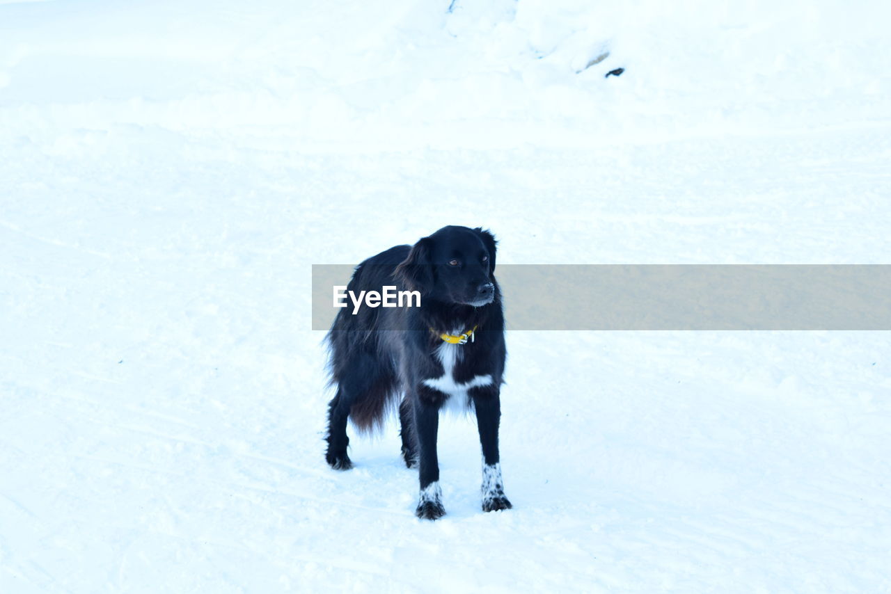 Dog running on snow field