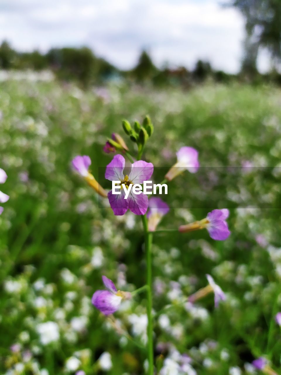 Close-up of pink flowering plant on field