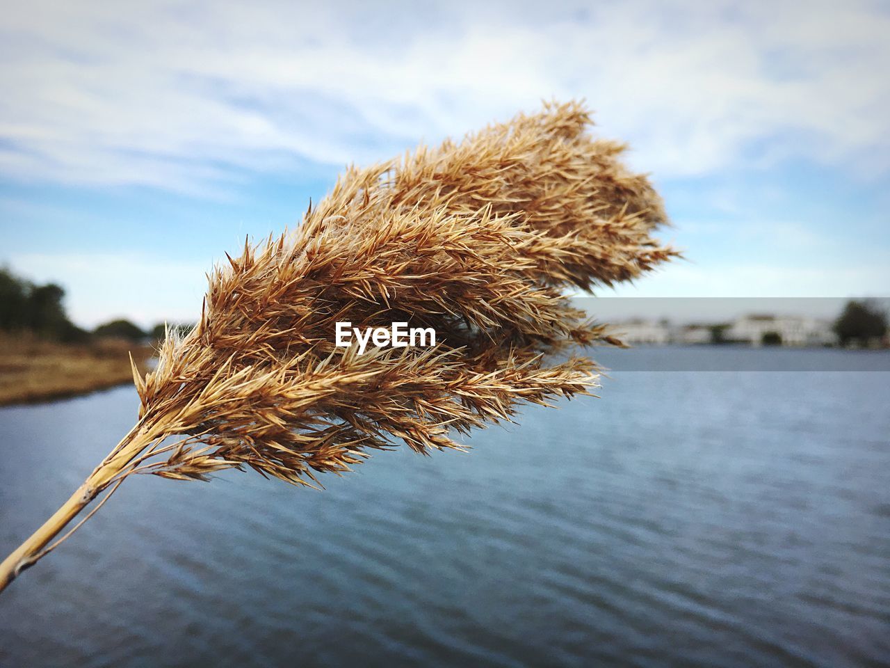 Close-up of leaf against sky