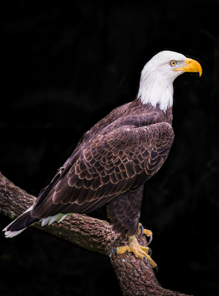 Bald eagle on branch of tree