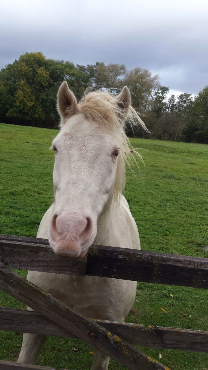 Portrait of horse on field against sky