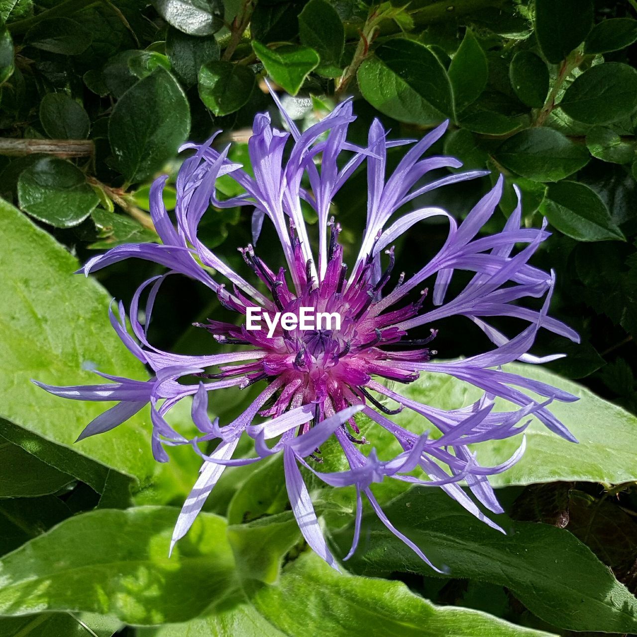 Close-up high angle view of flower and leaves