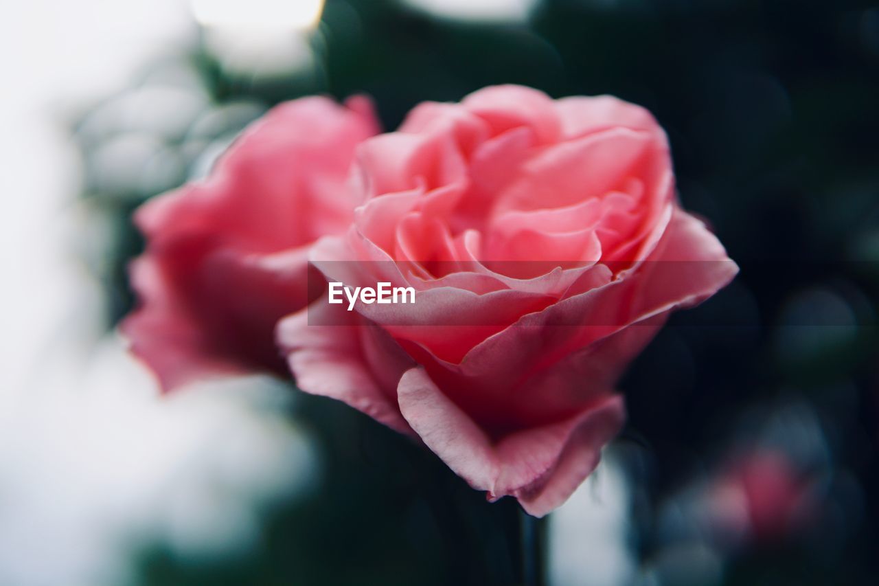 Close-up of pink rose