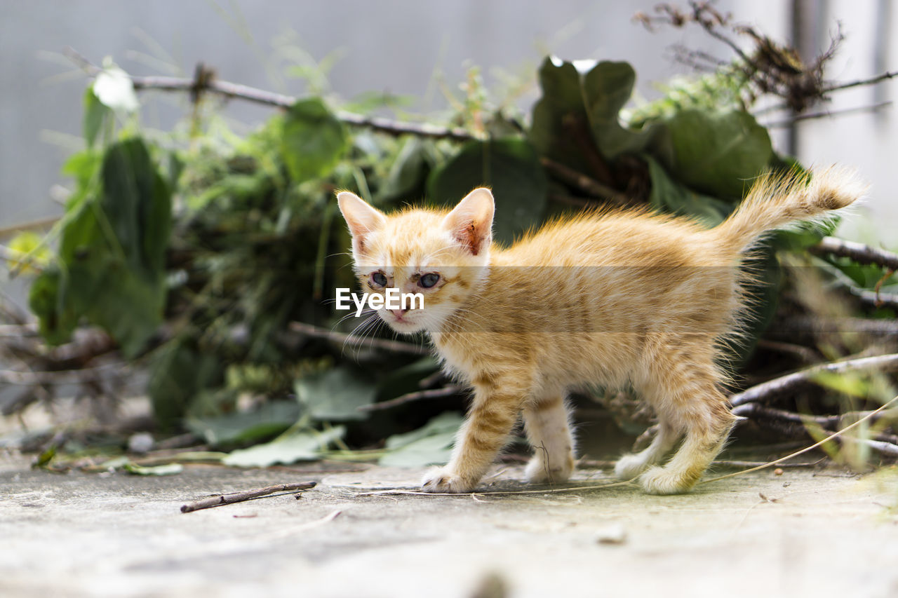 VIEW OF A CAT ON GROUND