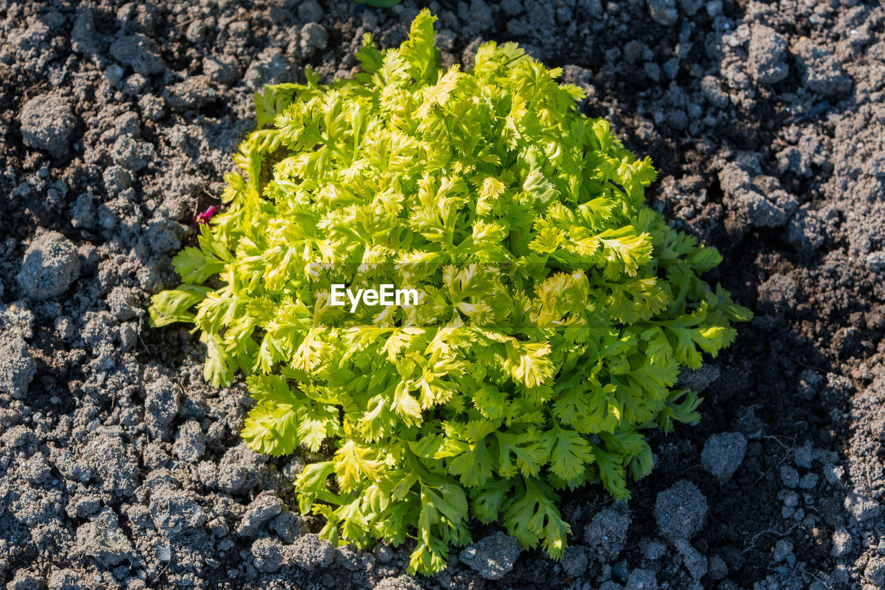 HIGH ANGLE VIEW OF FRESH GREEN PLANT