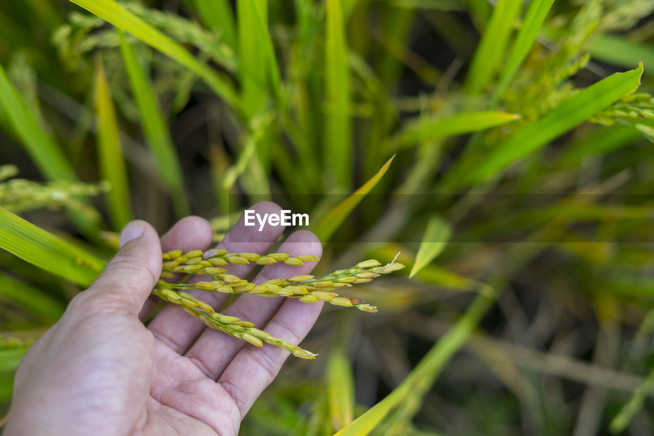 HAND HOLDING PLANT