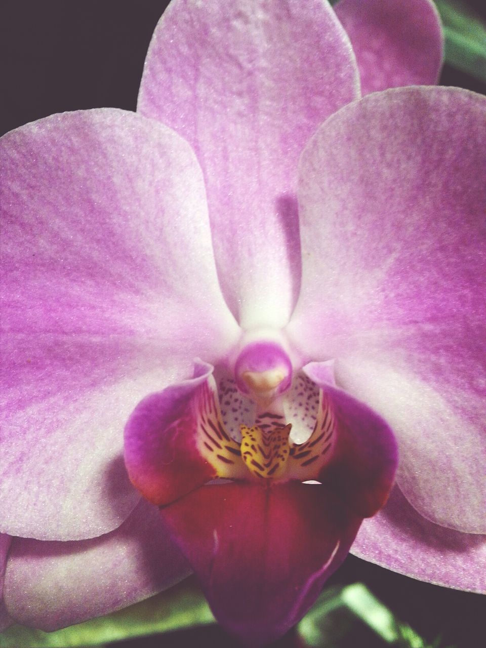 Close-up of pink flower