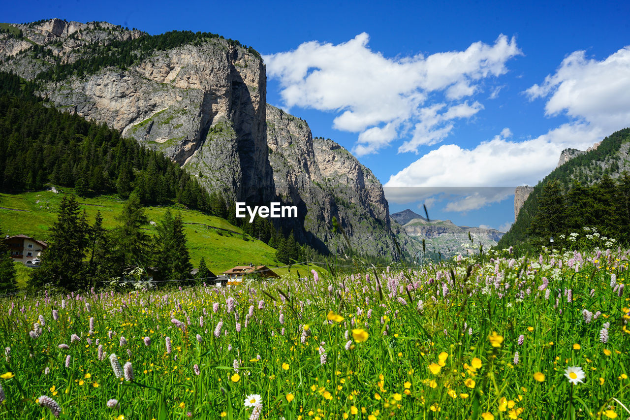 Scenic view of flowering plants on field against sky