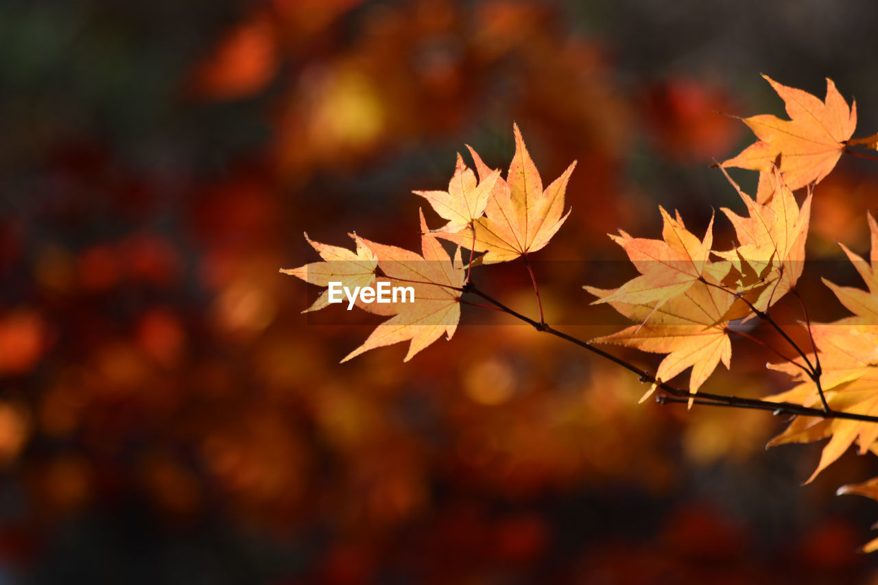 CLOSE-UP OF MAPLE LEAVES ON TREE