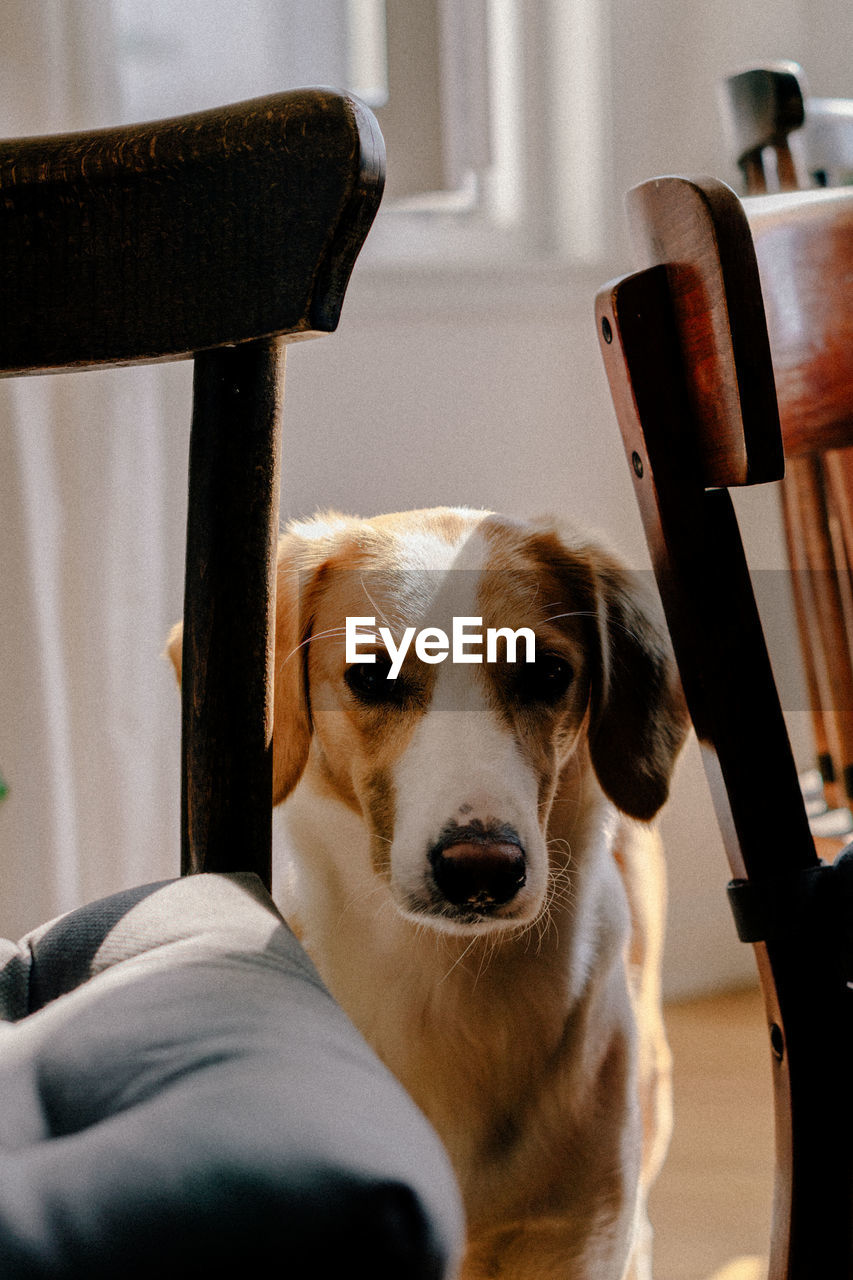 CLOSE-UP PORTRAIT OF DOG LOOKING AWAY AT HOME