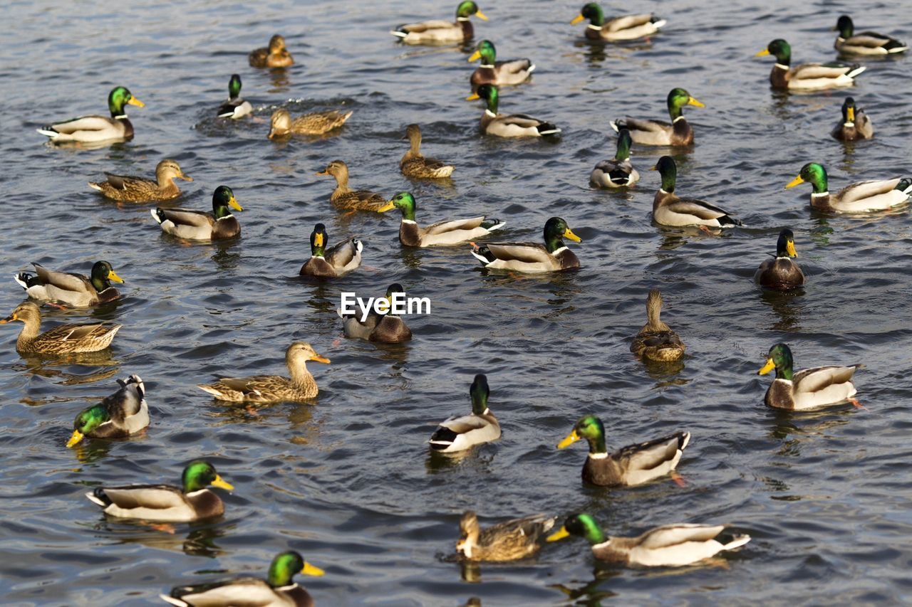 Flock of mallard ducks floating in water at lake
