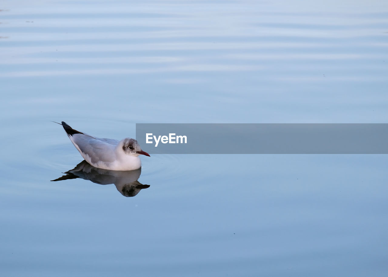 Seagull floating on calm water with reflection visible 