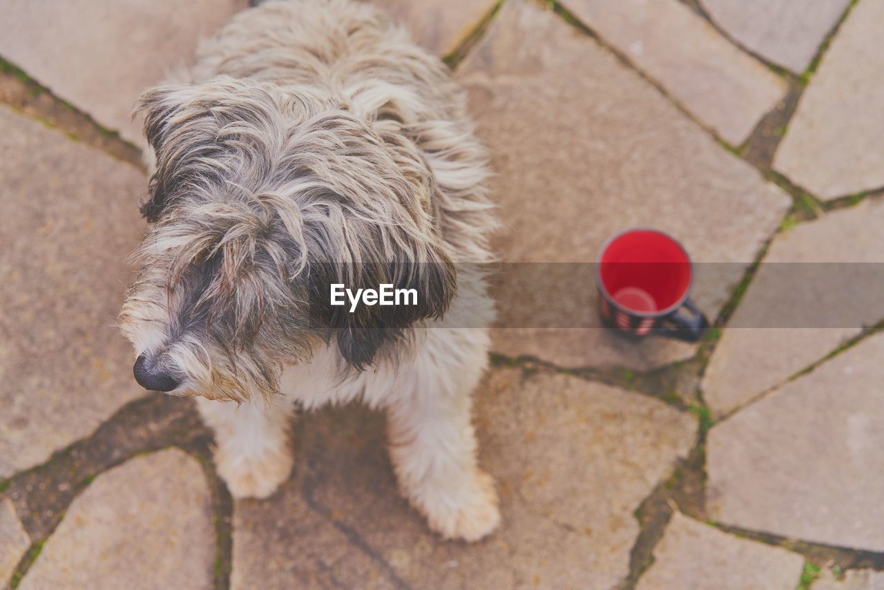 Dog sitting by empty mug on paving street