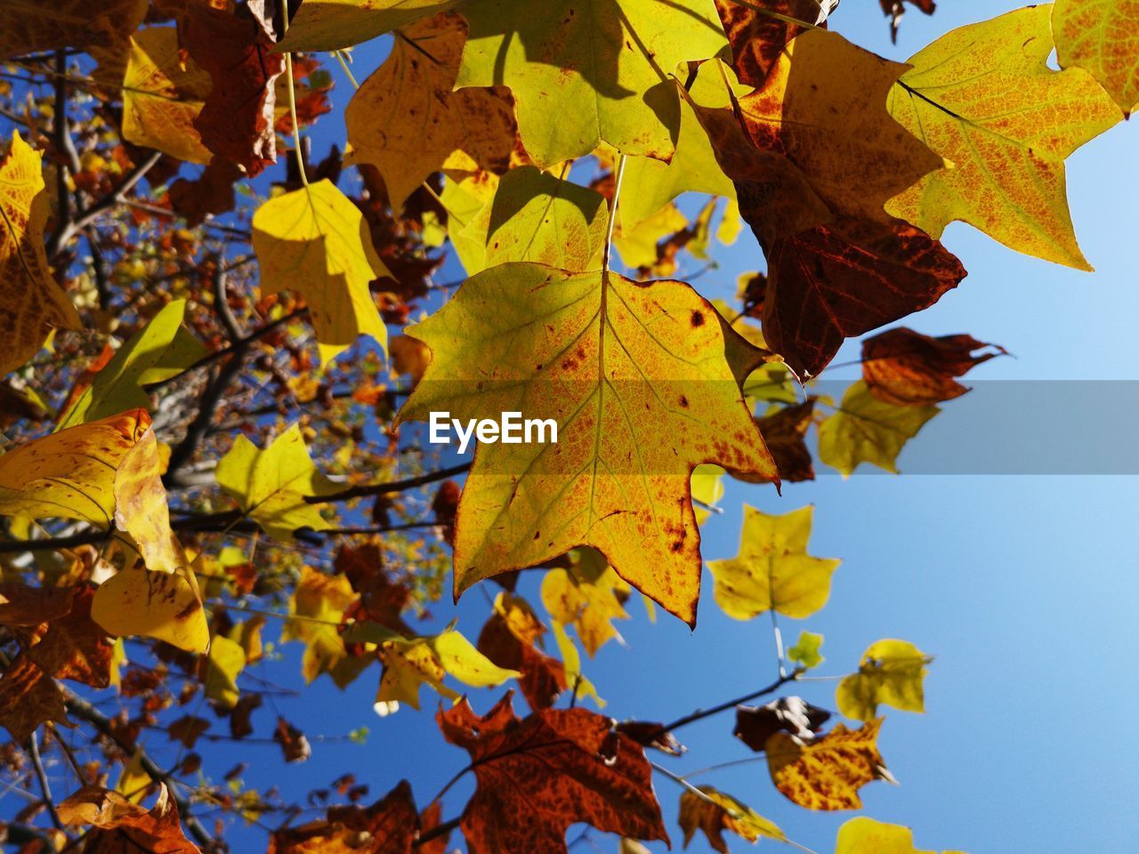 Low angle view of maple leaves against clear sky