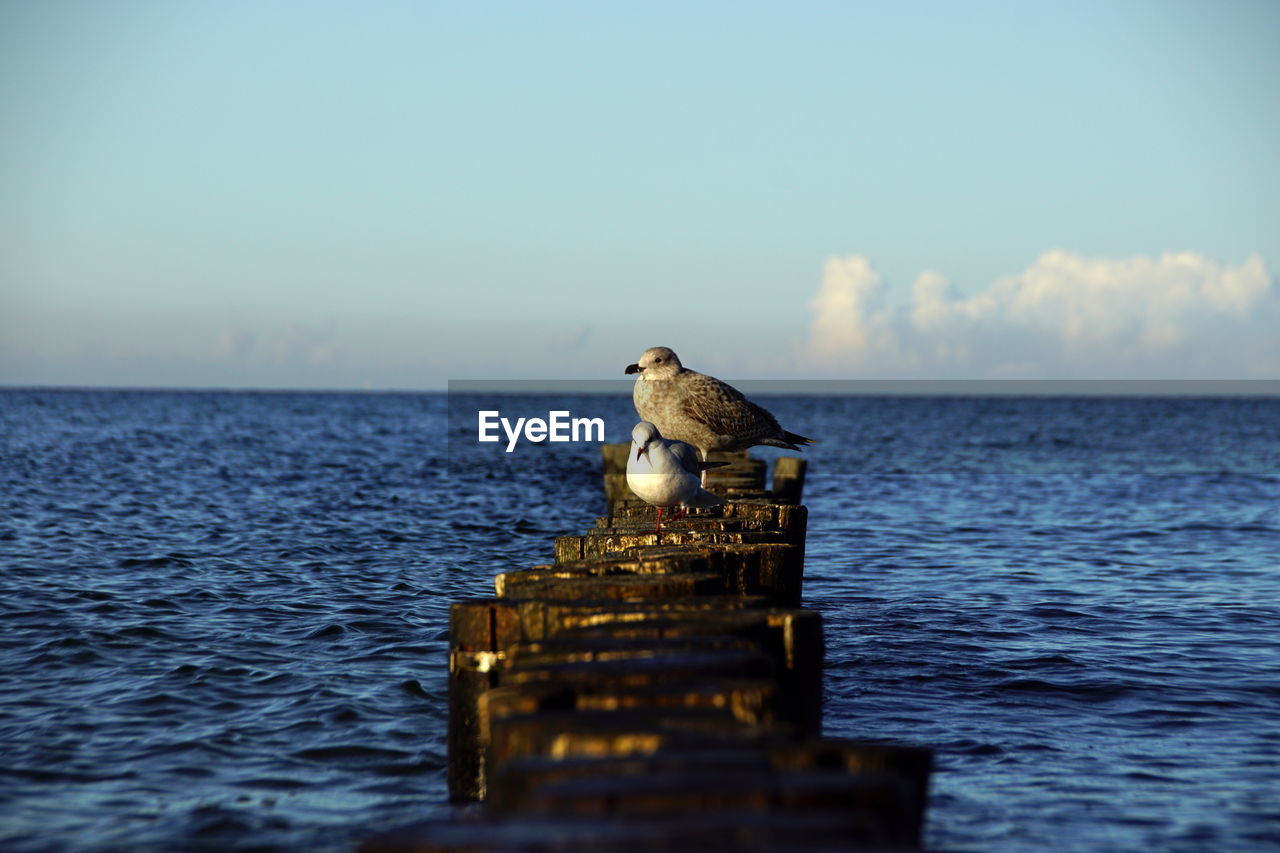View of bird on wooden post by sea against sky