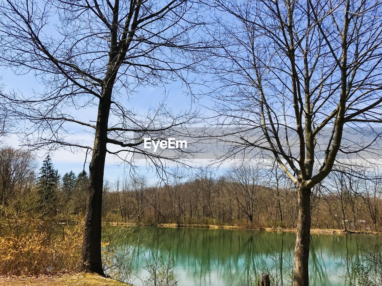 REFLECTION OF BARE TREES IN LAKE AGAINST SKY