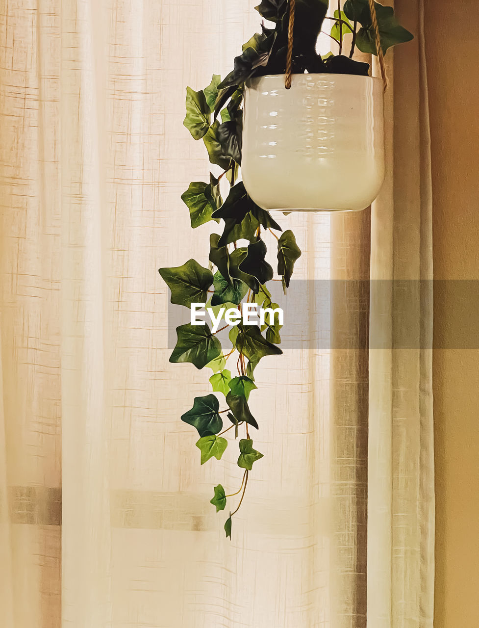 close-up of potted plant on window