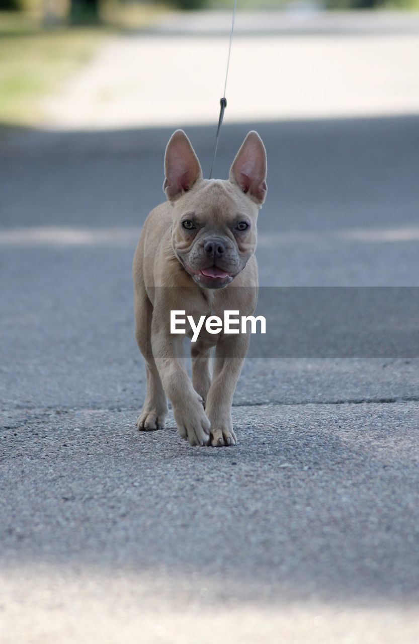 A little french bulldog out for a walk 