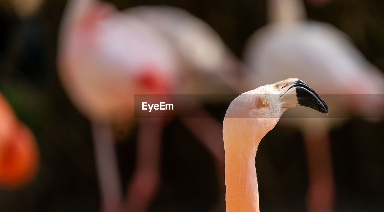 View of the neck and head of a flamingo,