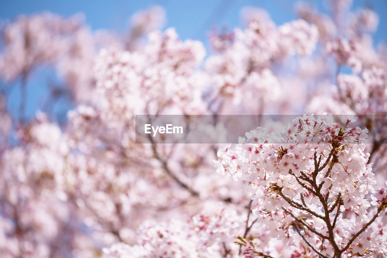 Pink white cherry blossom or sakura flower full bloom with floral bokeh and blue sky at spring 