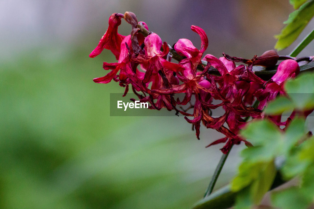 Close-up of red flowering plant