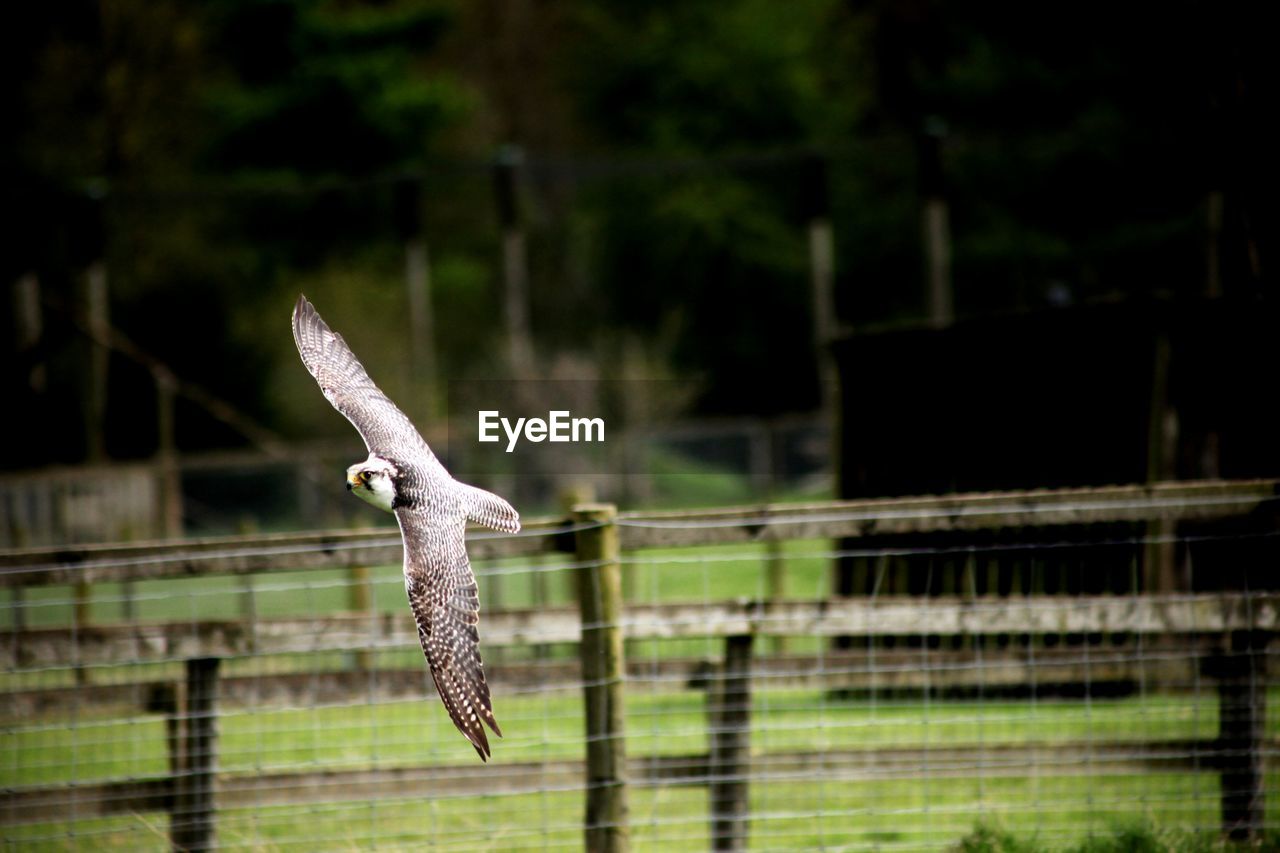 CLOSE-UP OF EAGLE FLYING OVER THE WALL