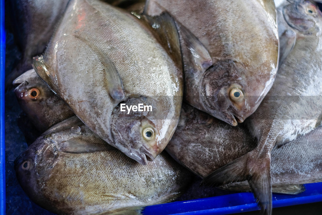 CLOSE-UP OF FISH FOR SALE AT MARKET