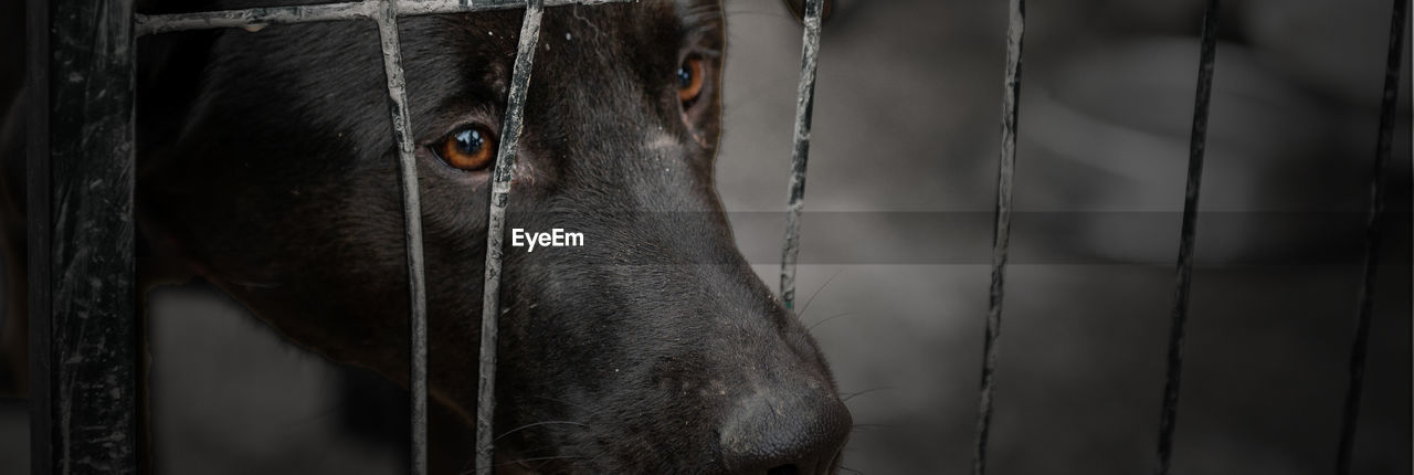 Dog in animal shelter waiting for adoption. dog behind the fences. dog in animal shelter cage.