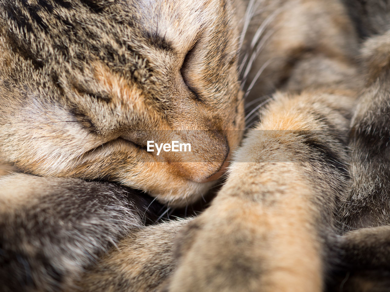 CLOSE-UP OF A SLEEPING CAT