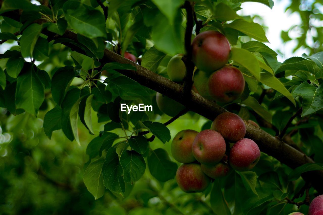 CLOSE-UP OF APPLES IN TREE