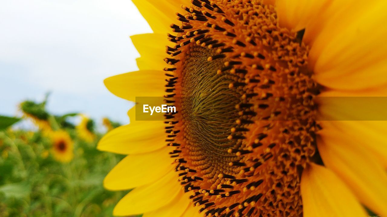 CLOSE-UP OF SUNFLOWER BLOOMING ON FIELD AGAINST SKY