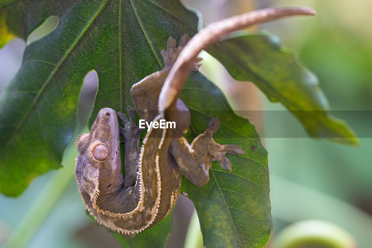 close-up of lizard on plant
