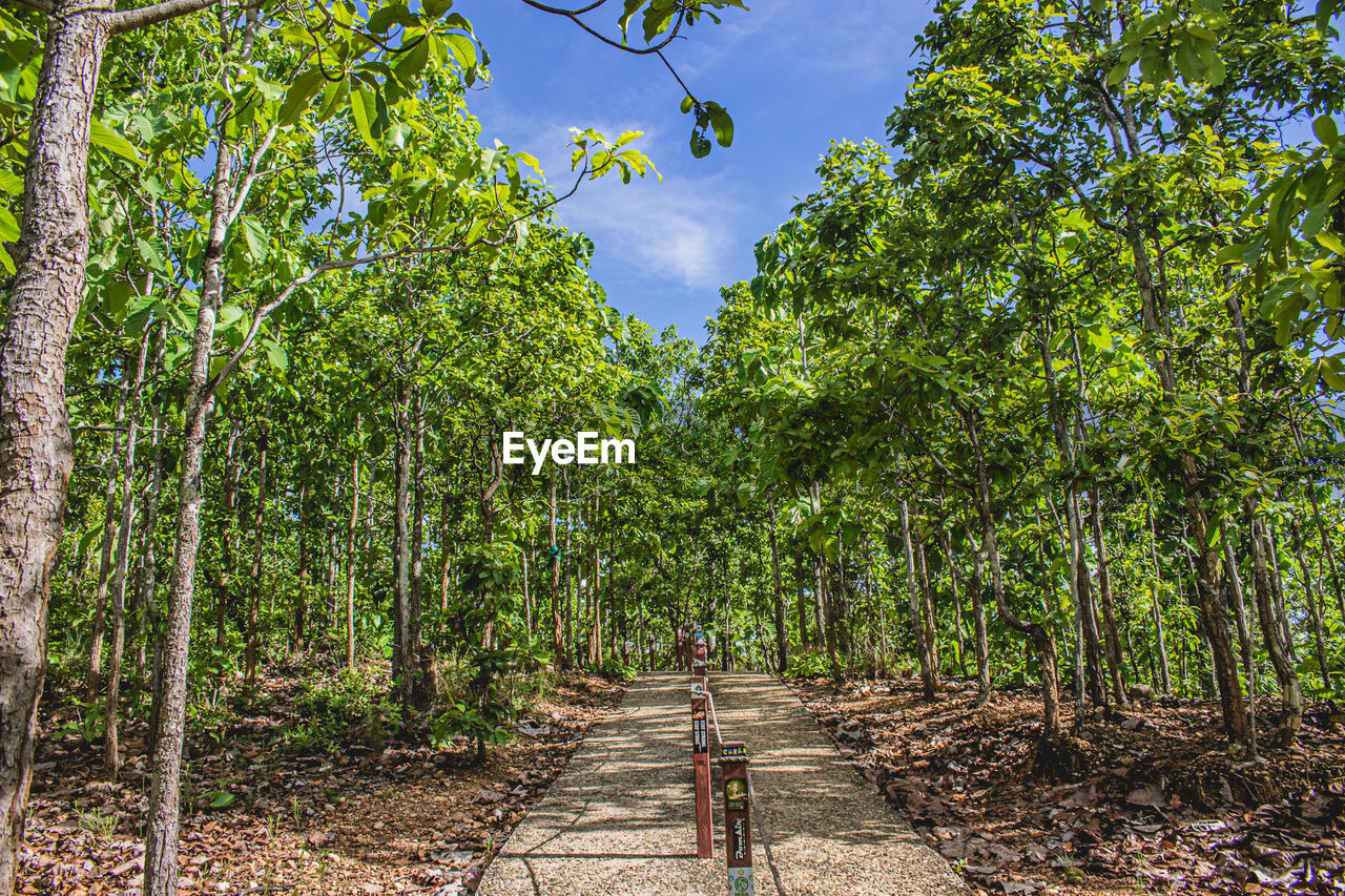 VIEW OF TREES IN FOREST