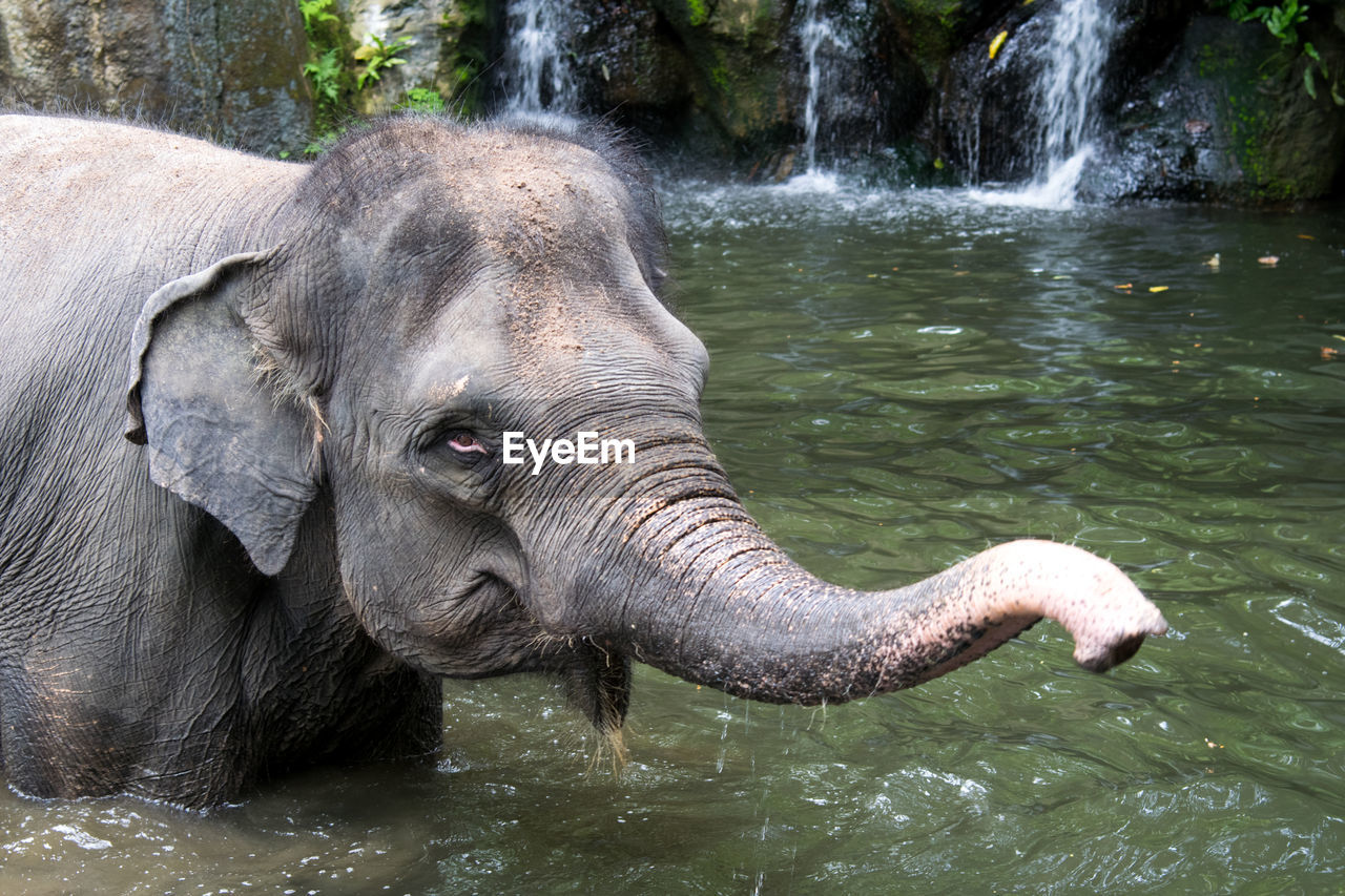 CLOSE-UP OF ELEPHANT AT WATER