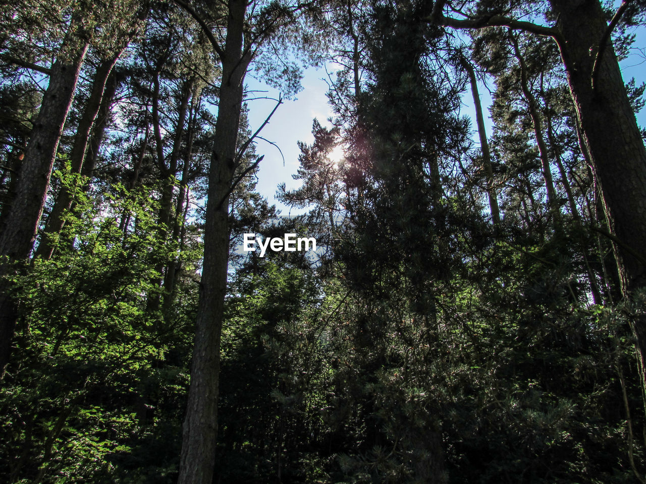 LOW ANGLE VIEW OF TREES IN FOREST