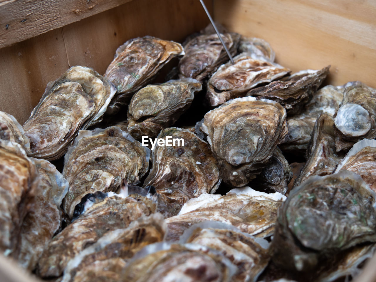 HIGH ANGLE VIEW OF SHELLS IN CONTAINER