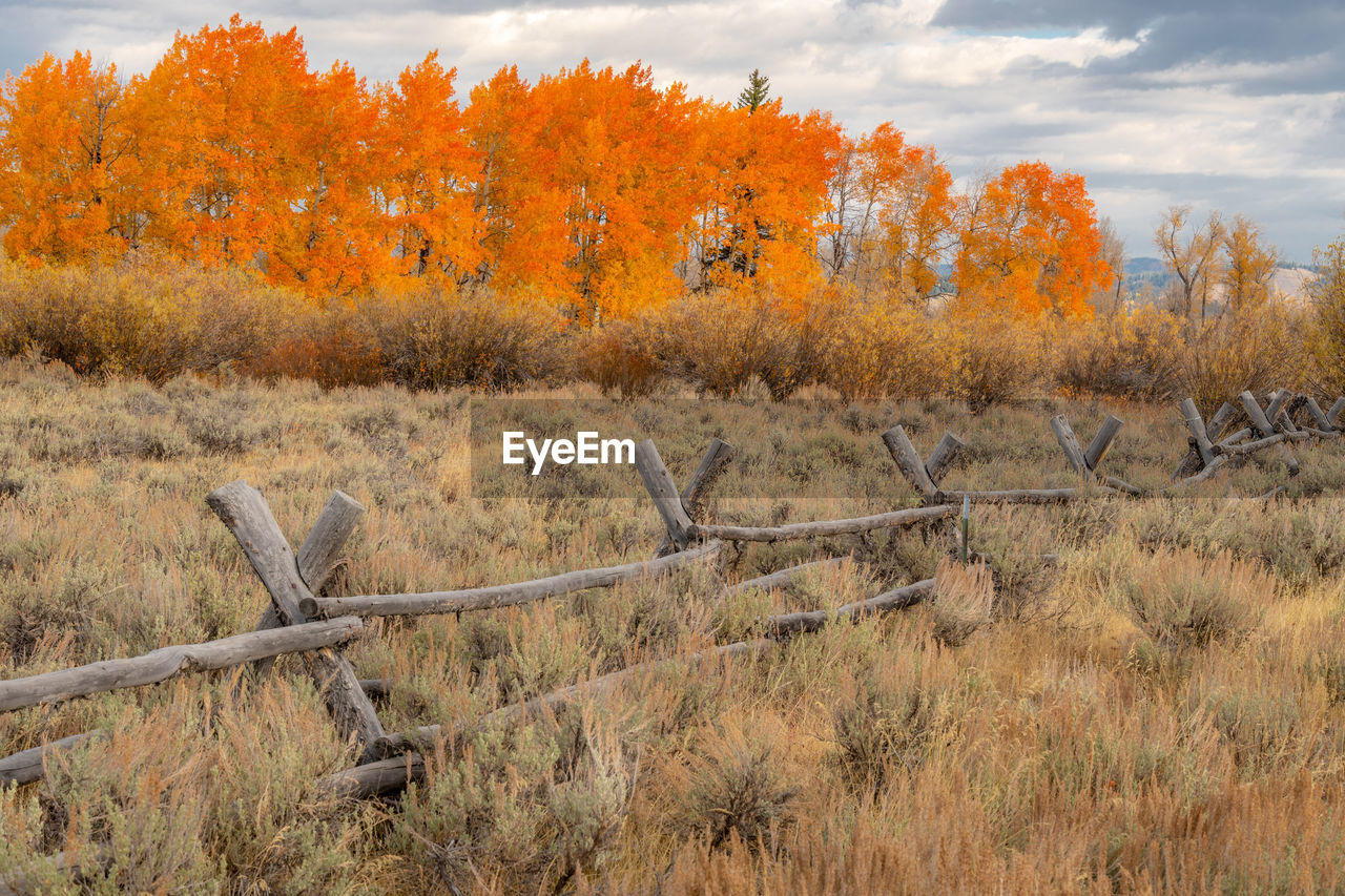 Autumn trees on field against sky