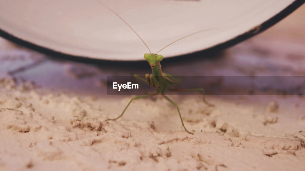 Animal Animal Antenna Animal Body Part Animal Themes Animal Wildlife Animals In The Wild Beauty In Nature Butterfly - Insect Close-up Day Fragility Insect Invertebrate Land Macro Nature No People One Animal Outdoors Plant Praying Mantis Selective Focus Small