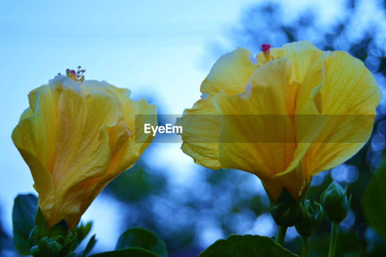 CLOSE-UP OF YELLOW FLOWER BLOOMING OUTDOORS