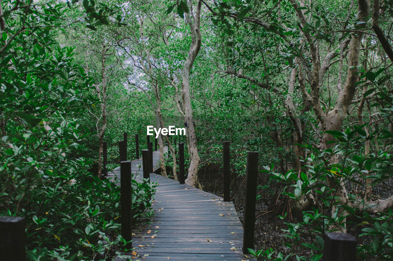 Empty footpath amidst trees in forest