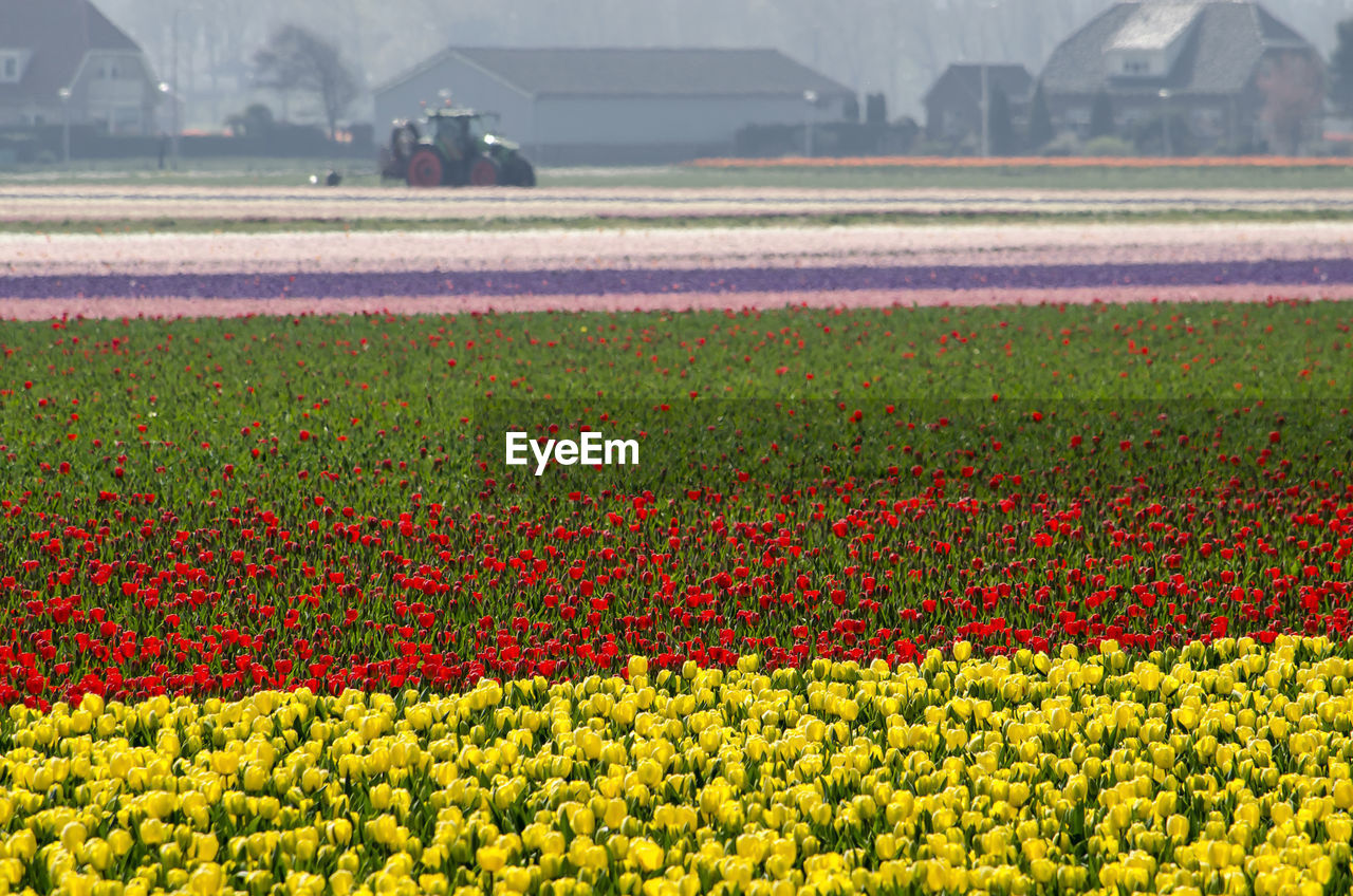 Scenic view of yellow tulip flowers on field