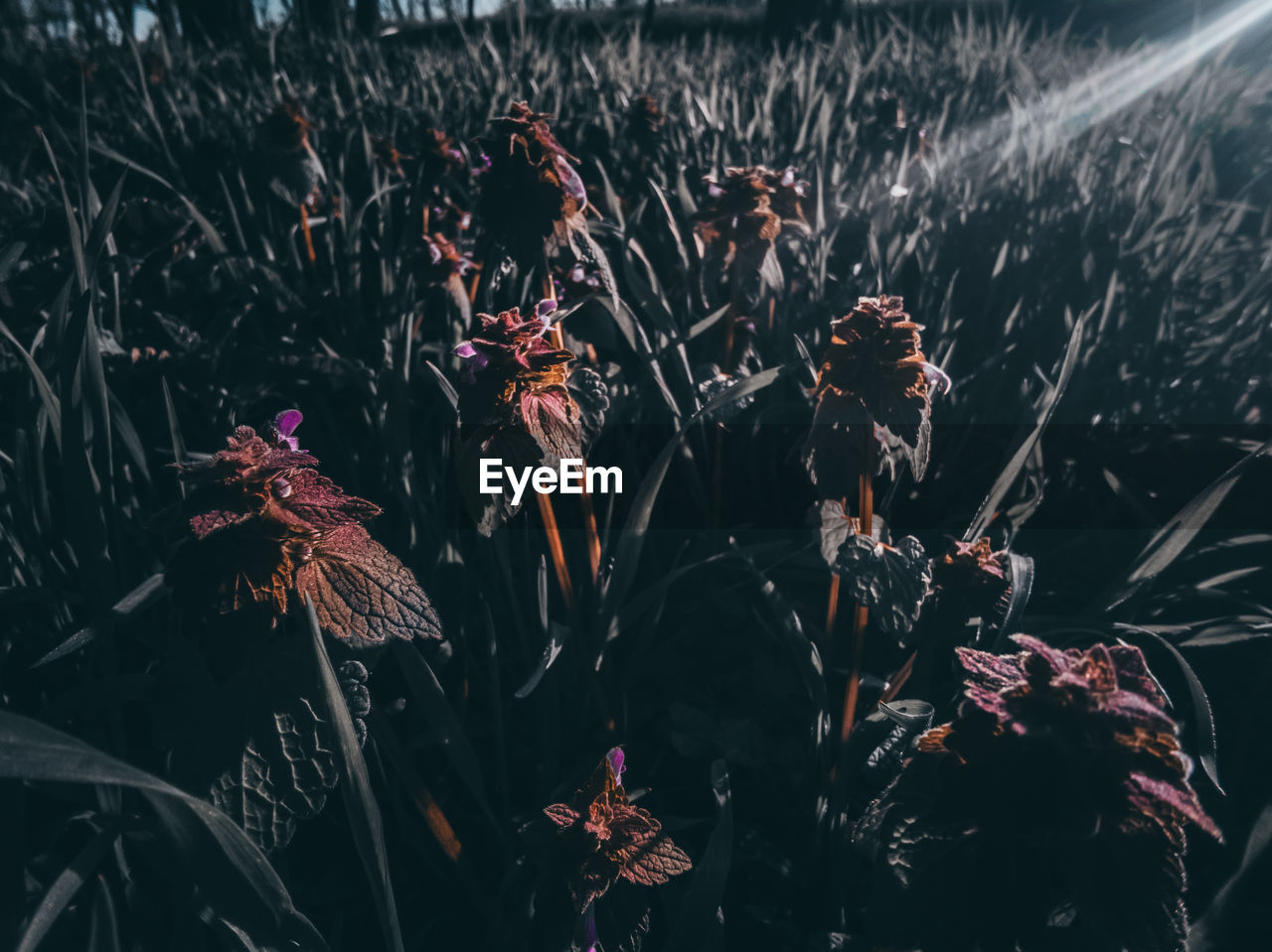 CLOSE-UP OF WILTED PLANTS ON FIELD