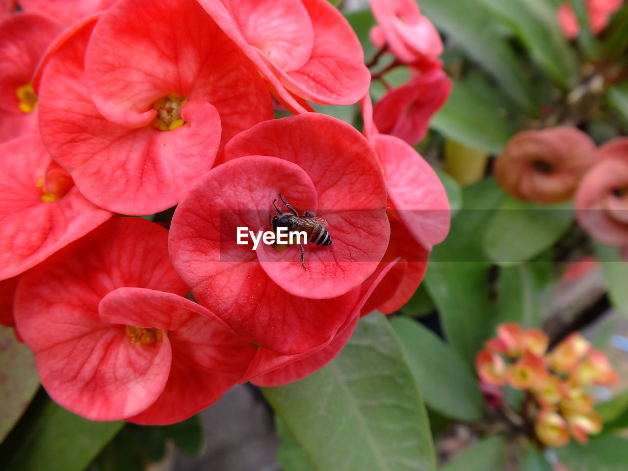 CLOSE-UP OF BEE ON RED FLOWER