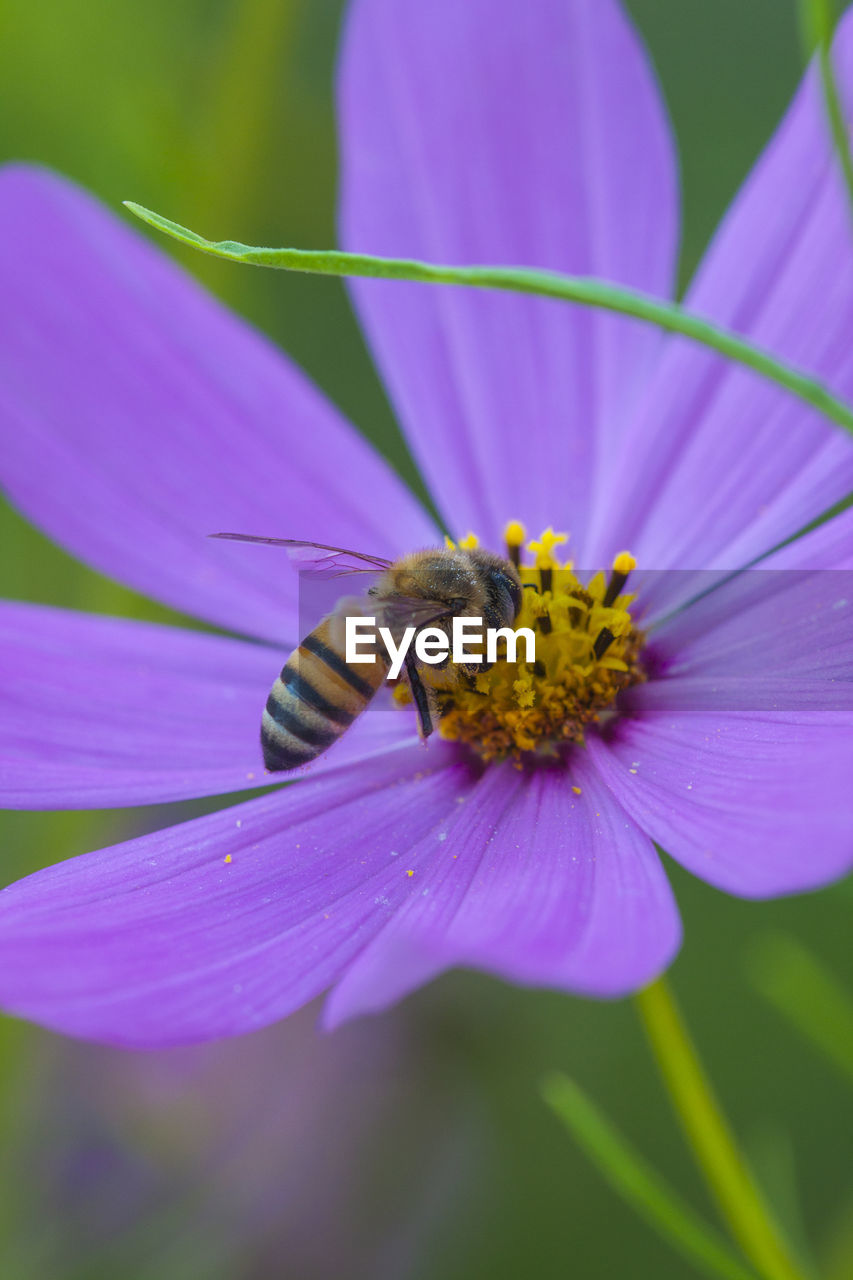 Close-up of bee on flower