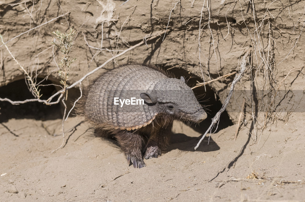 high angle view of an animal