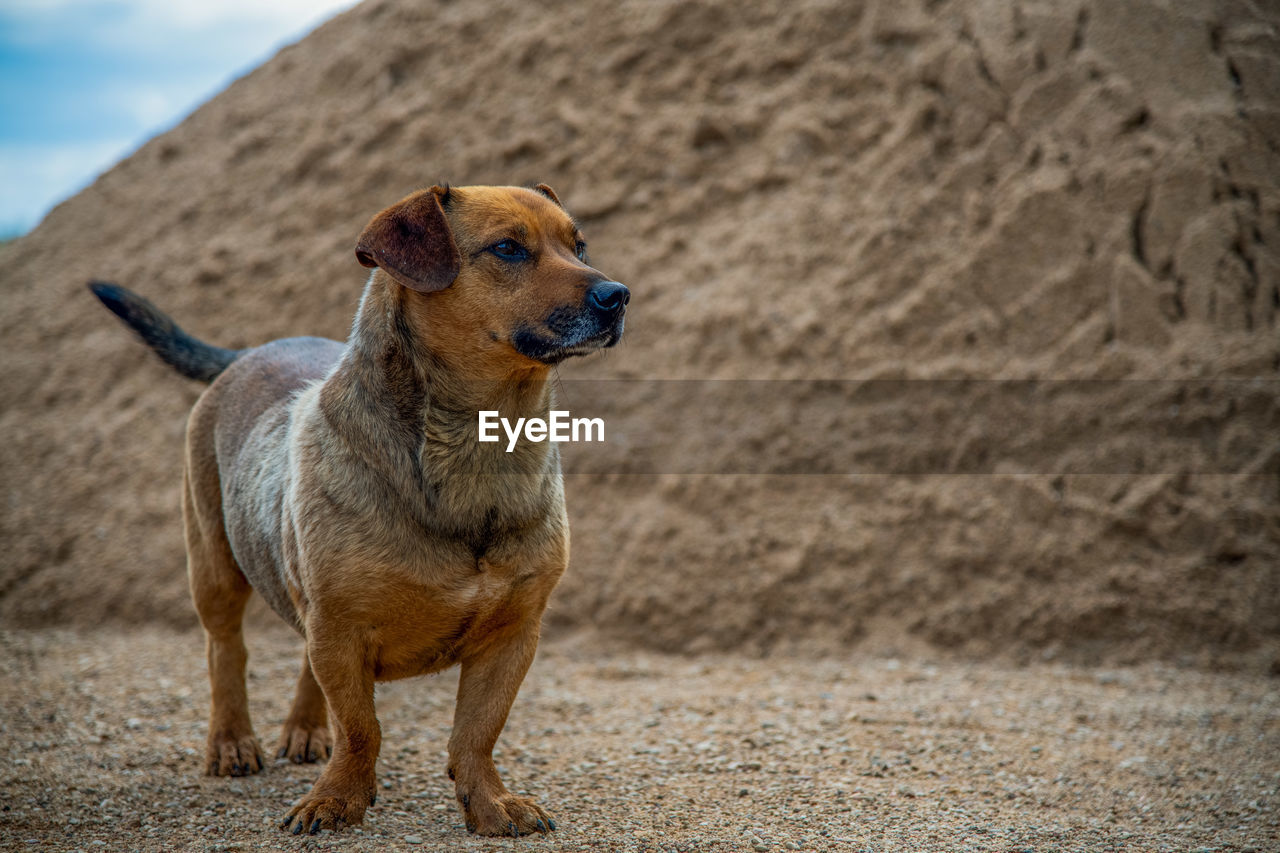 Dog looking away on sand