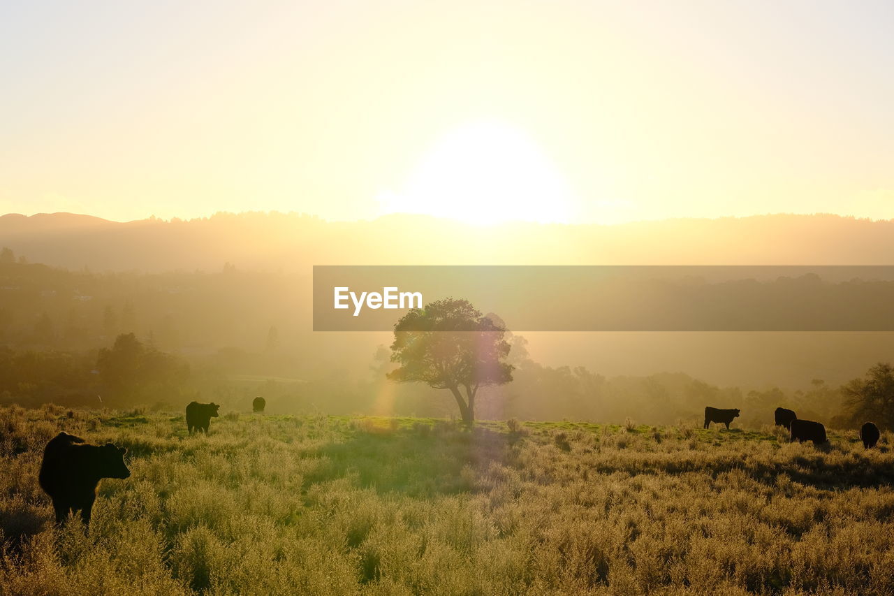 SCENIC VIEW OF GRASSY FIELD AGAINST SKY DURING SUNRISE